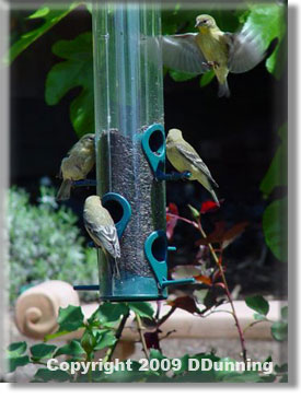 Lesser Goldfinches at One of the Feeders