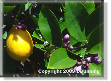 Dwarf Lemon Tree in Bloom